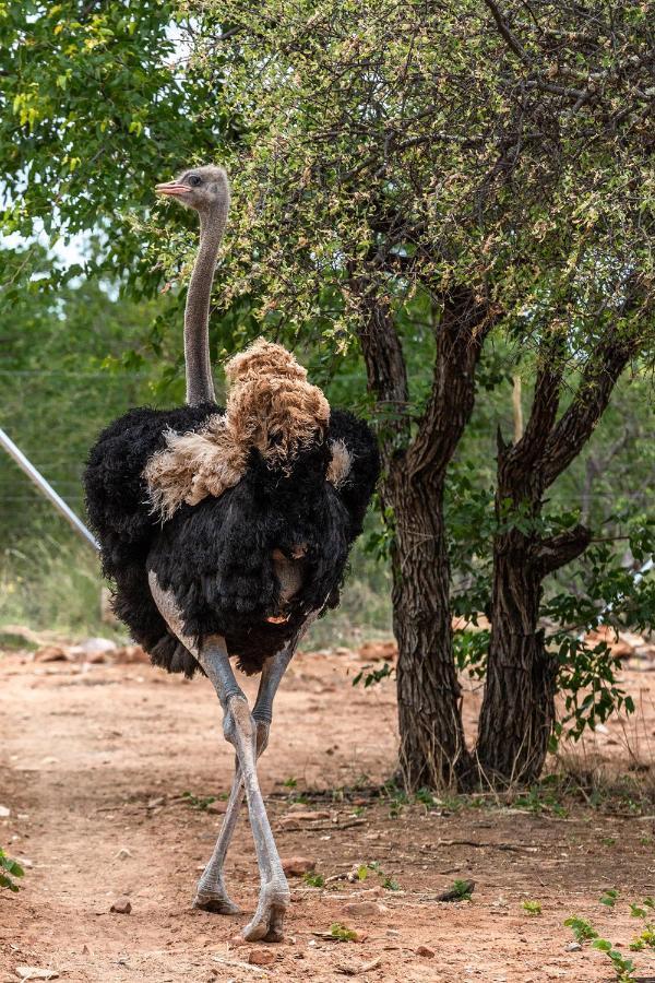 Mopane Bush Lodge Linton Ngoại thất bức ảnh