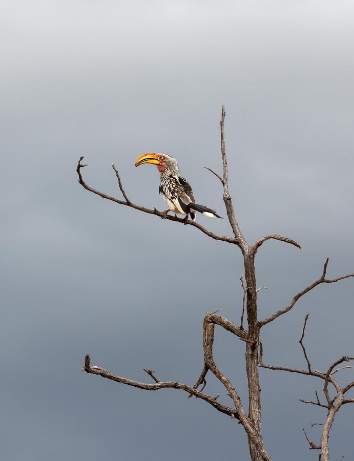 Mopane Bush Lodge Linton Ngoại thất bức ảnh