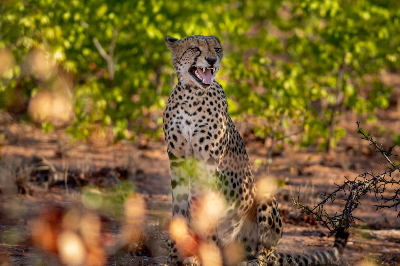 Mopane Bush Lodge Linton Ngoại thất bức ảnh
